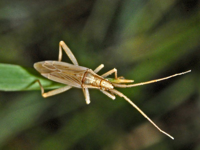 Miridae dalla Val Veny: Stenodema cfr. holsata